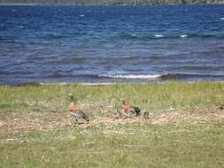 Image of Ashy-headed Goose