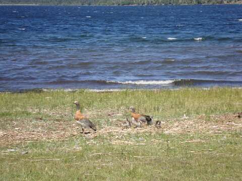 Image of Ashy-headed Goose