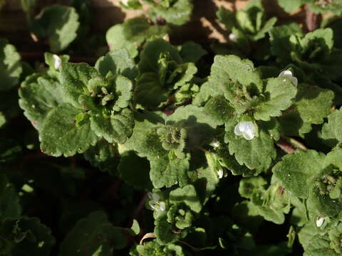 Image of Green field-speedwell