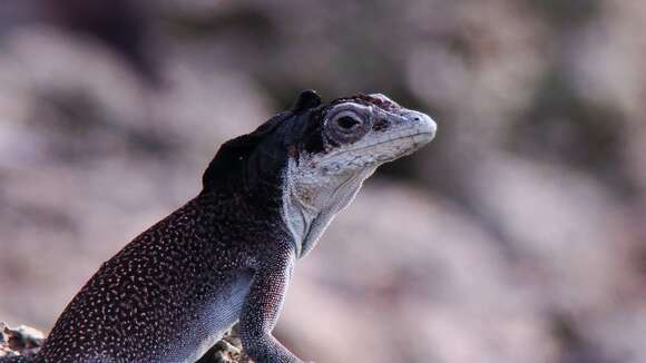 Anolis agassizi Stejneger 1900 resmi