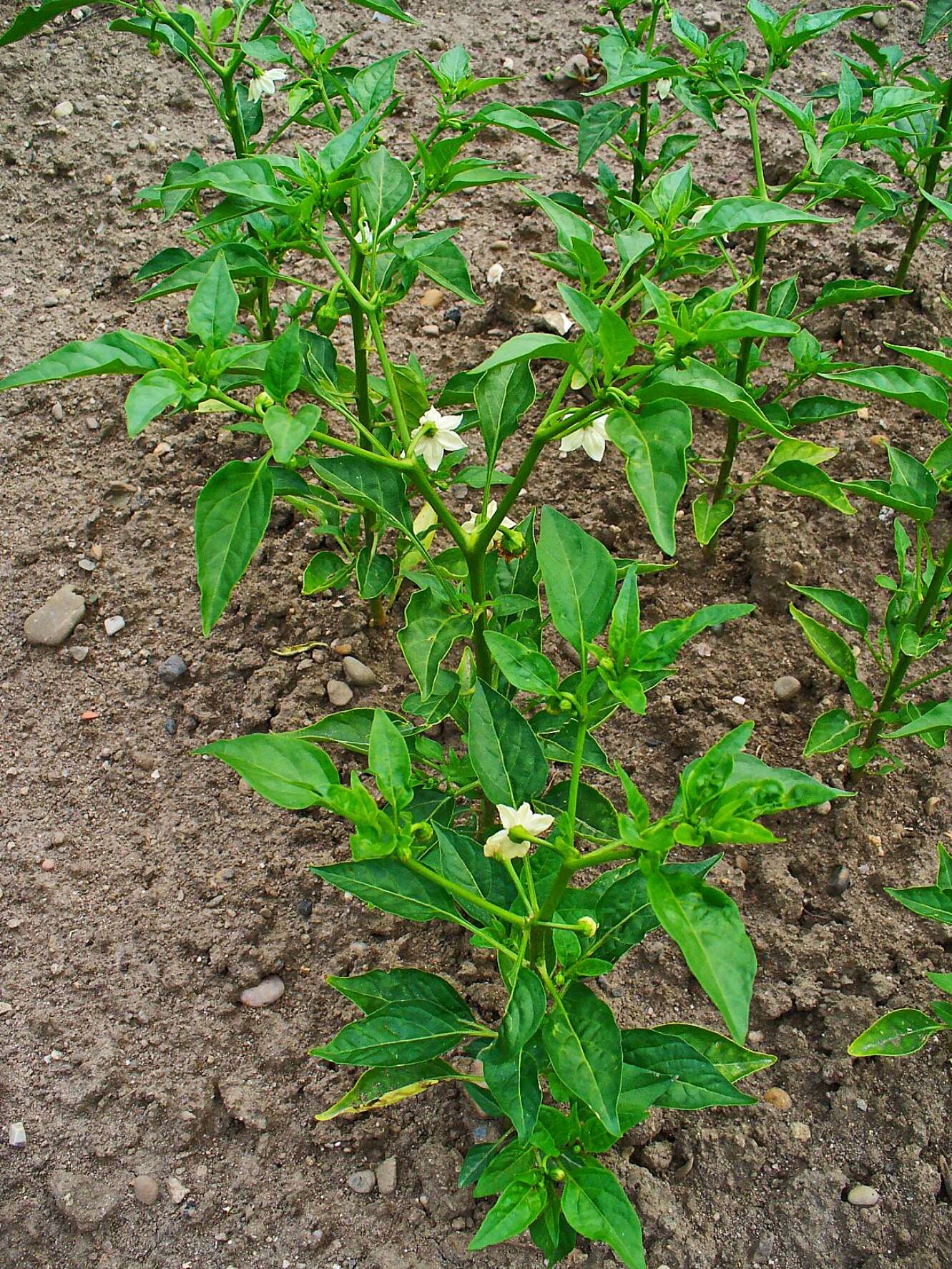 Image of cayenne pepper