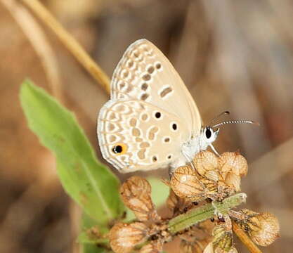 Слика од Euchrysops subpallida Bethune-Baker 1922