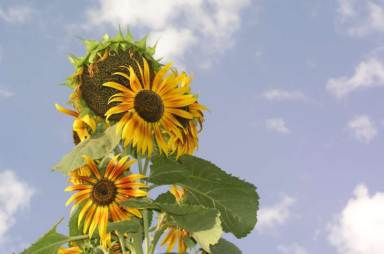 Image of common sunflower