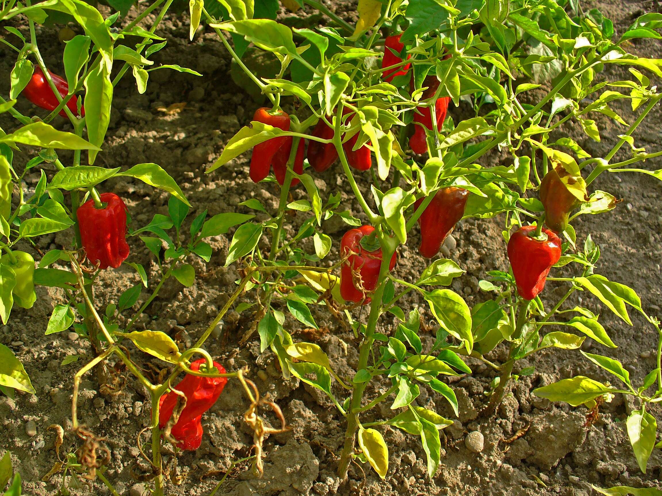 Imagem de Capsicum annuum L.