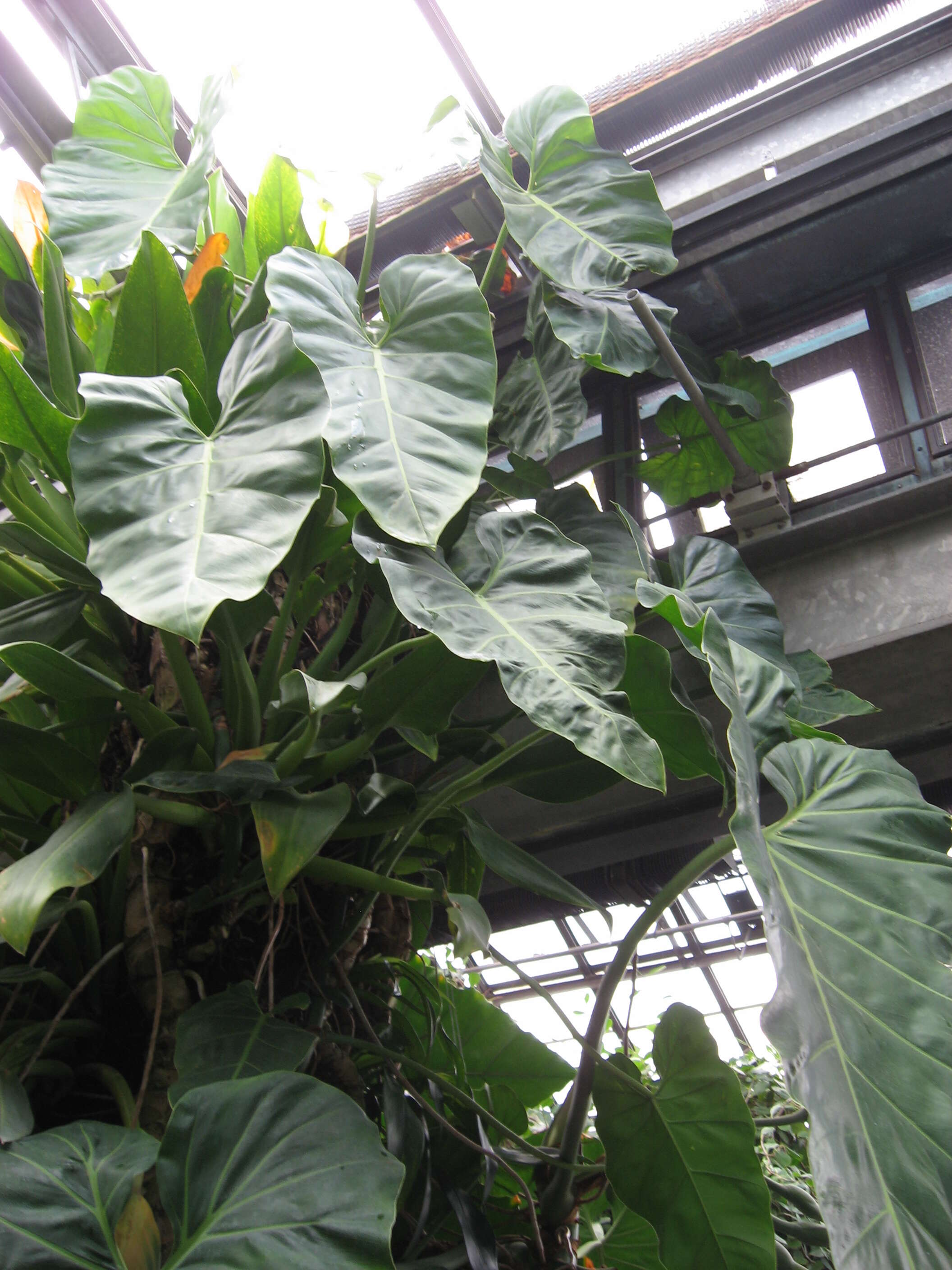 Image of Philodendron maximum K. Krause