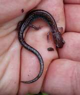 Image of Big Levels Salamander