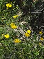 Image of plantain false leopardbane