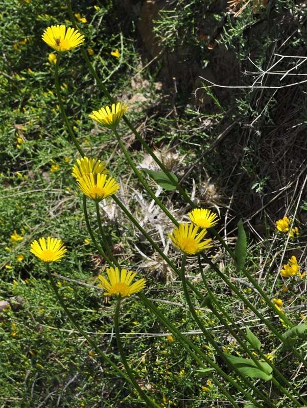 Image of plantain false leopardbane