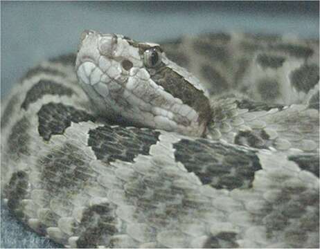 Image of Black massasauga