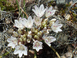 Image of largeflower onion