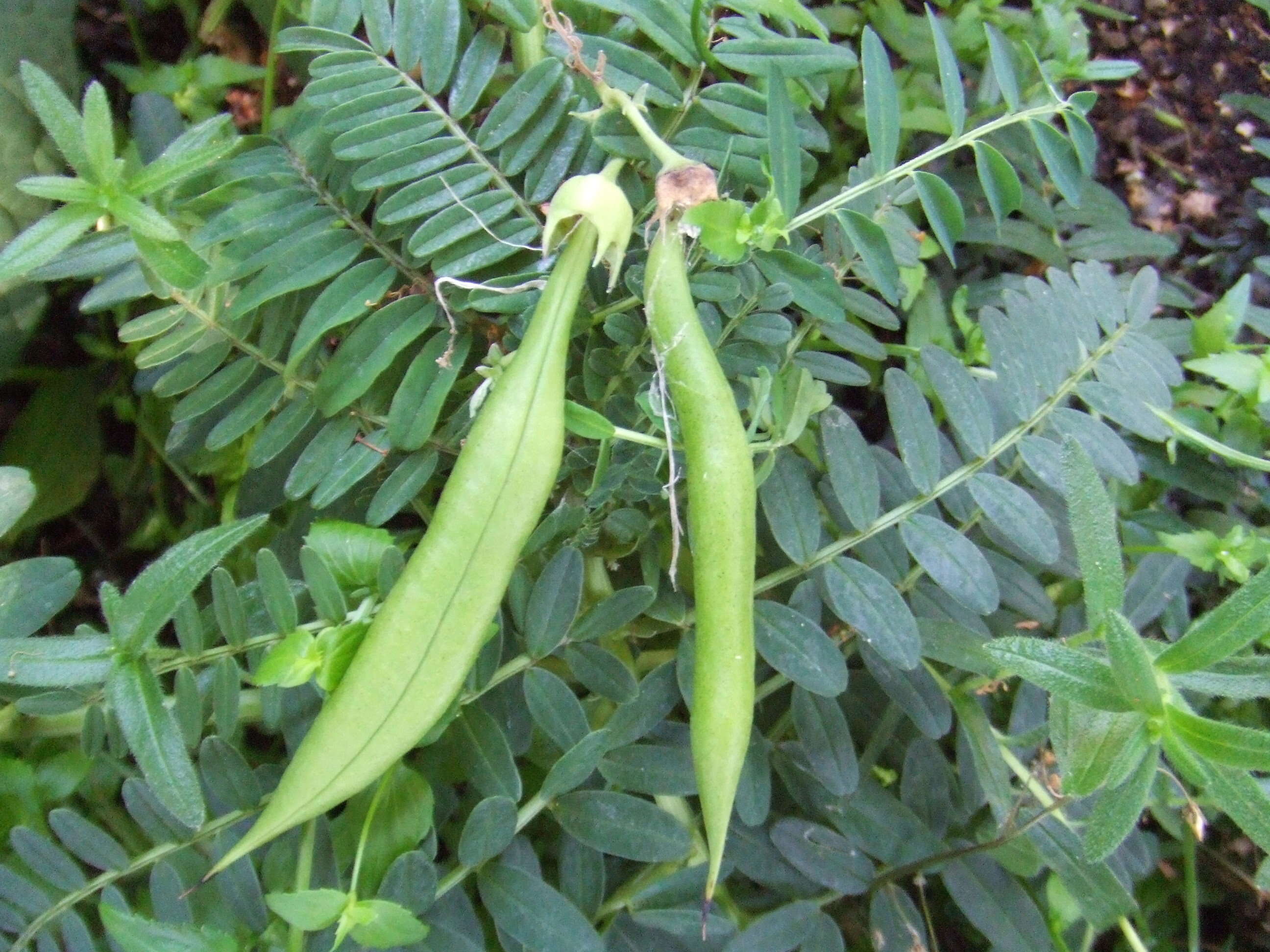 Слика од Clianthus