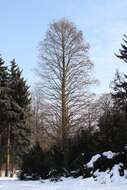 Image of Bald Cypress