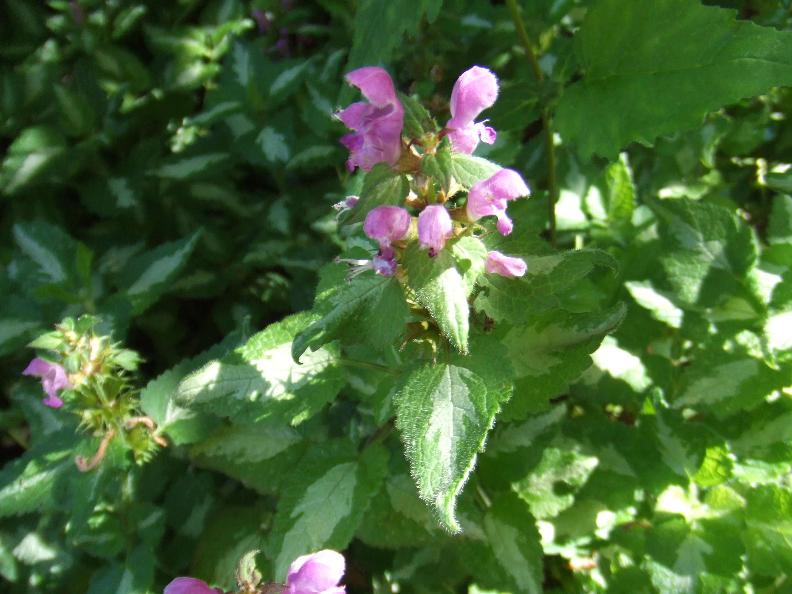 Image of spotted dead-nettle