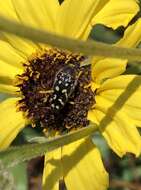 Image of Acmaeodera bacchariphaga Westcott & Verity 1977