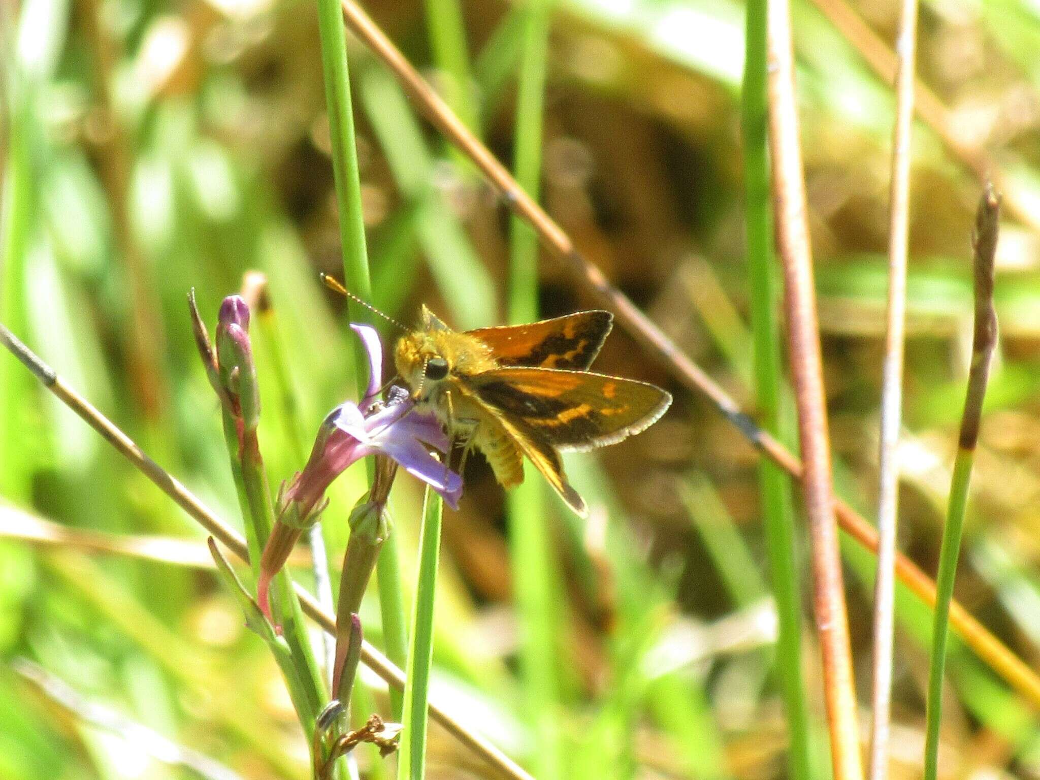 Image of Taractrocera papyria agraulia Hewitson 1868