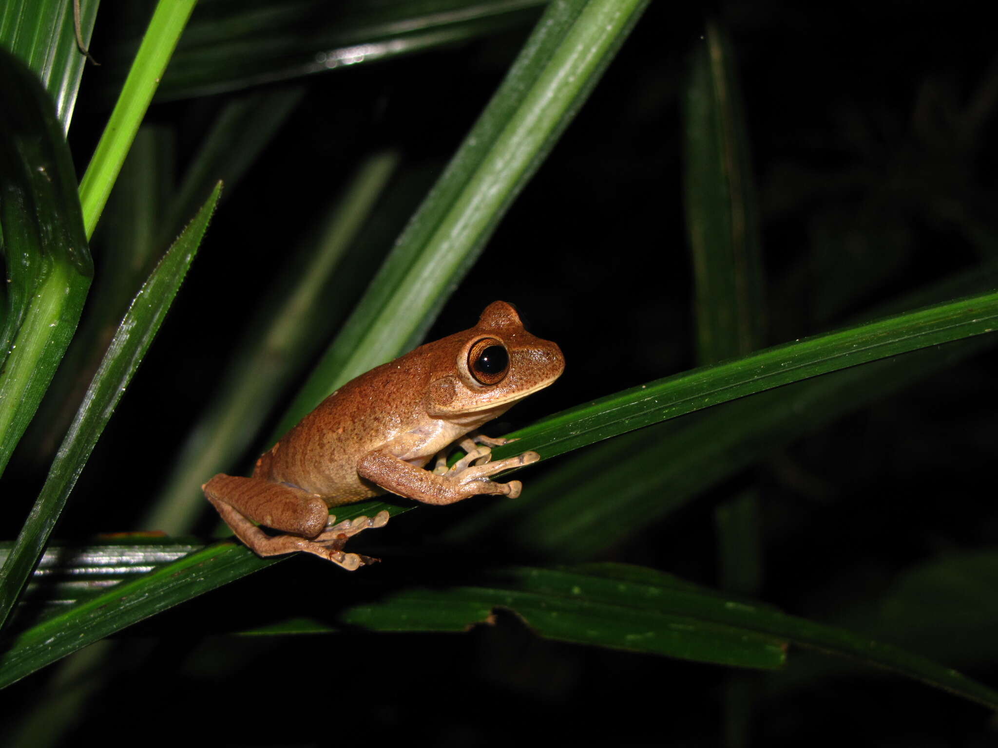 Image of Bokermannohyla circumdata (Cope 1871)