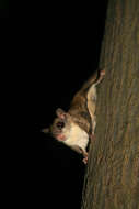 Image of Mexican Flying Squirrel