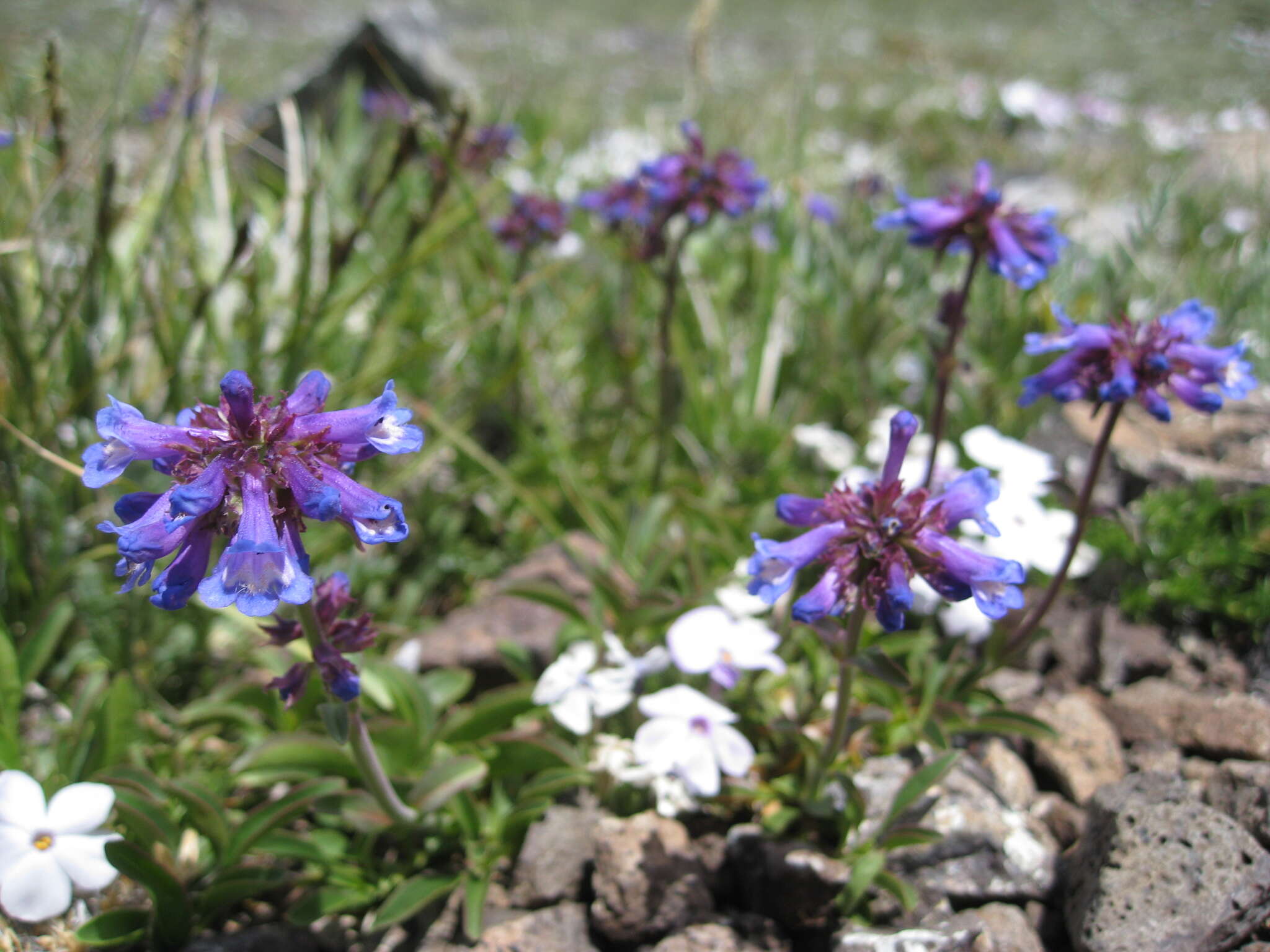 Penstemon procerus Dougl. ex Graham resmi