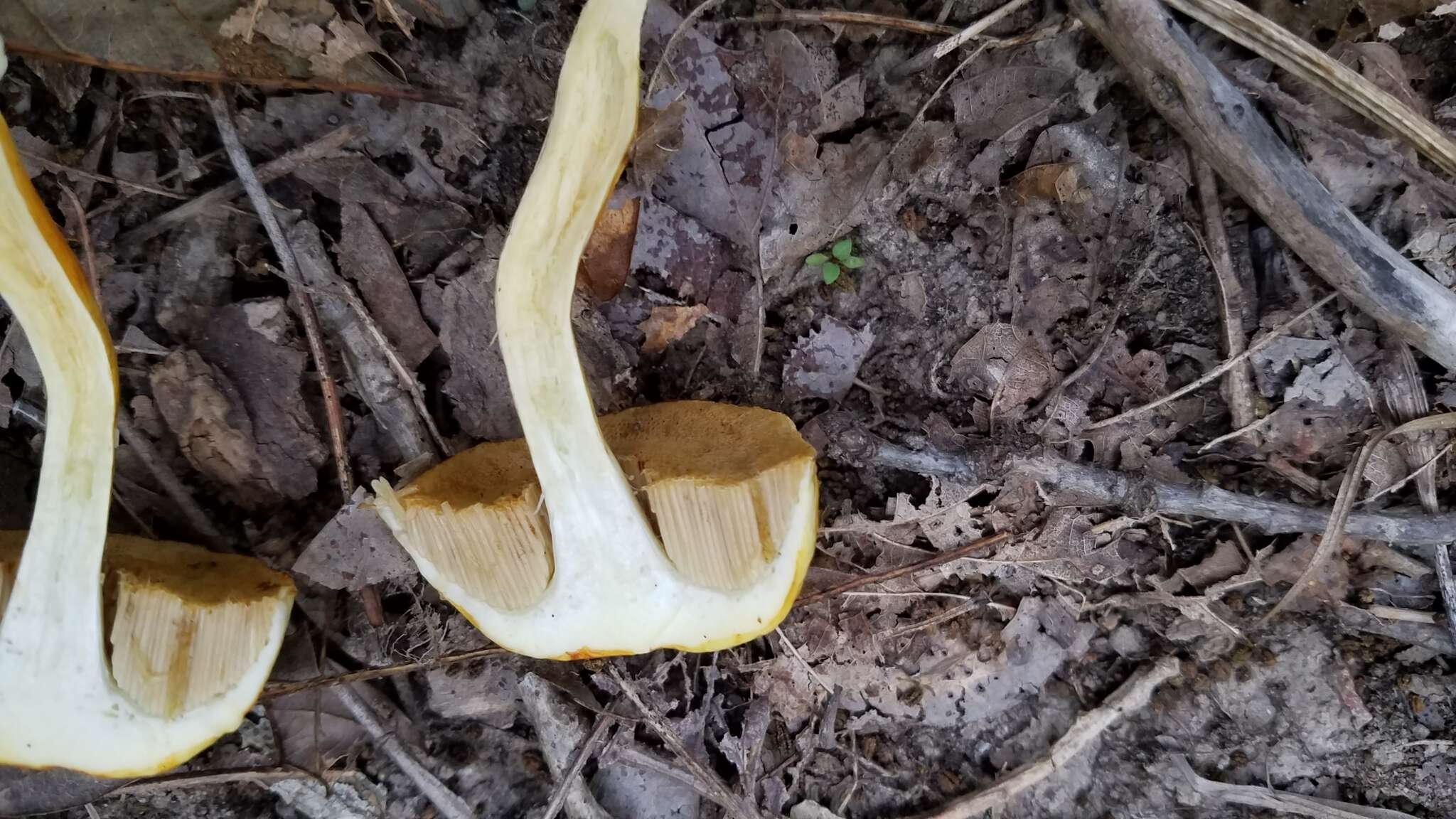 Pulveroboletus curtisii (Berk.) Singer 1947的图像