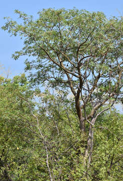 Image of Bursera longipes (Rose) Standl.