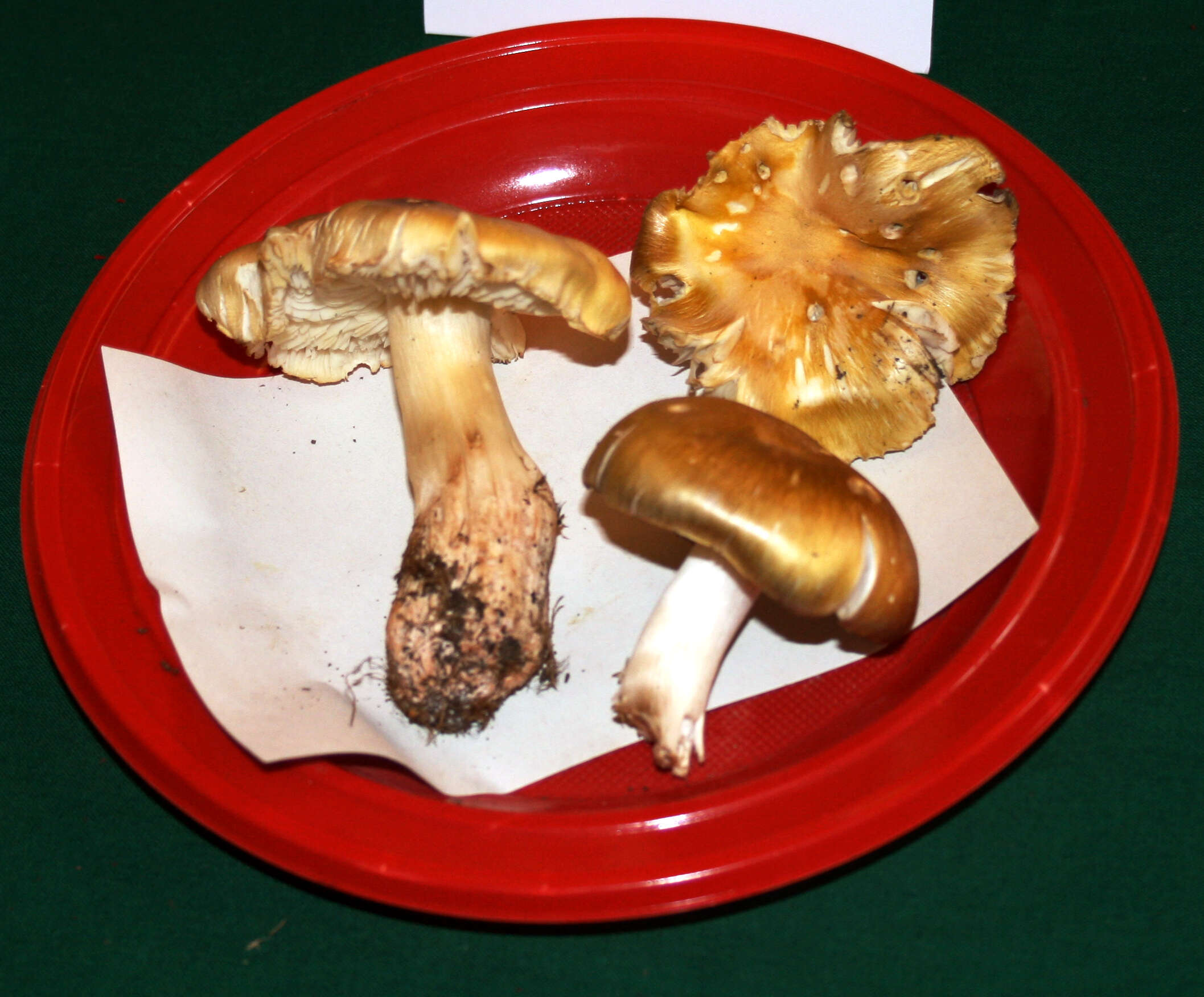 Image of Tricholoma sejunctum (Sowerby) Quél. 1872