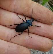 Image of Violet Ground Beetle