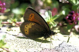 Image of Yellow-banded Ringlet