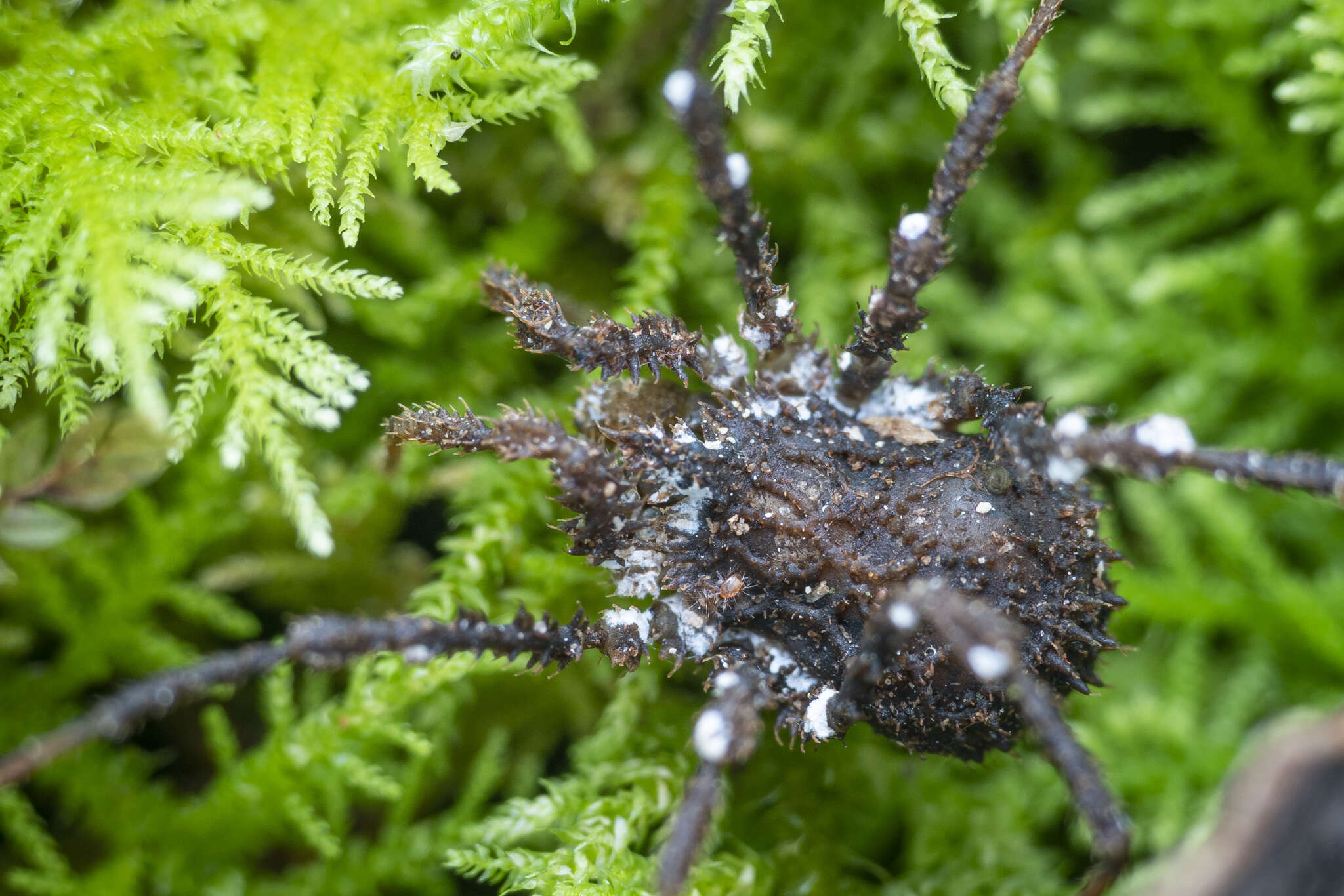 Image of Pristobunus acuminatus (Hogg 1920)