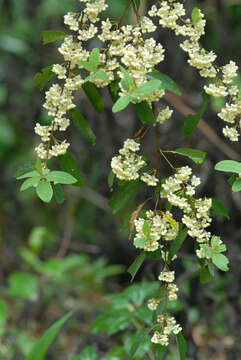 Image de Litsea cubeba (Lour.) Pers.