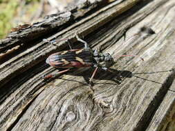 Image of Two-banded longhorn beetle