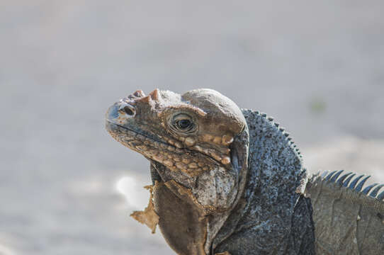 Image of Hispaniolan rhinoceros iguana