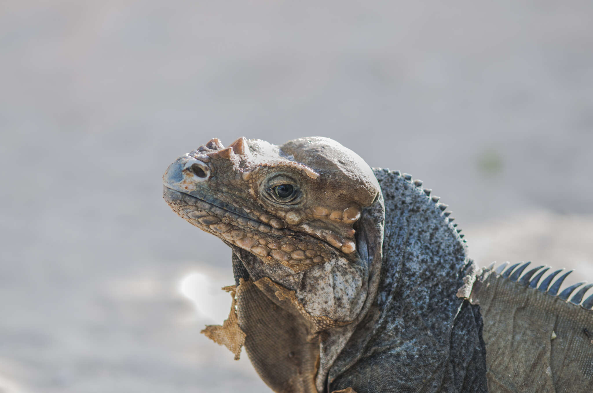 Imagem de Cyclura cornuta (Bonnaterre 1789)