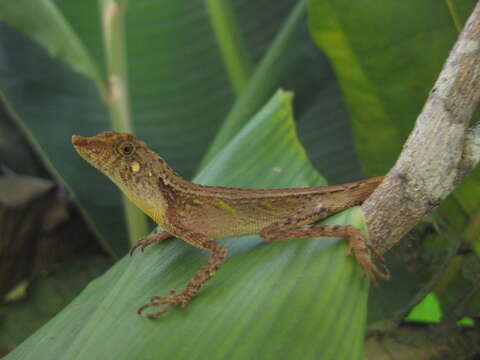 Image of Indonesia Earless Agama