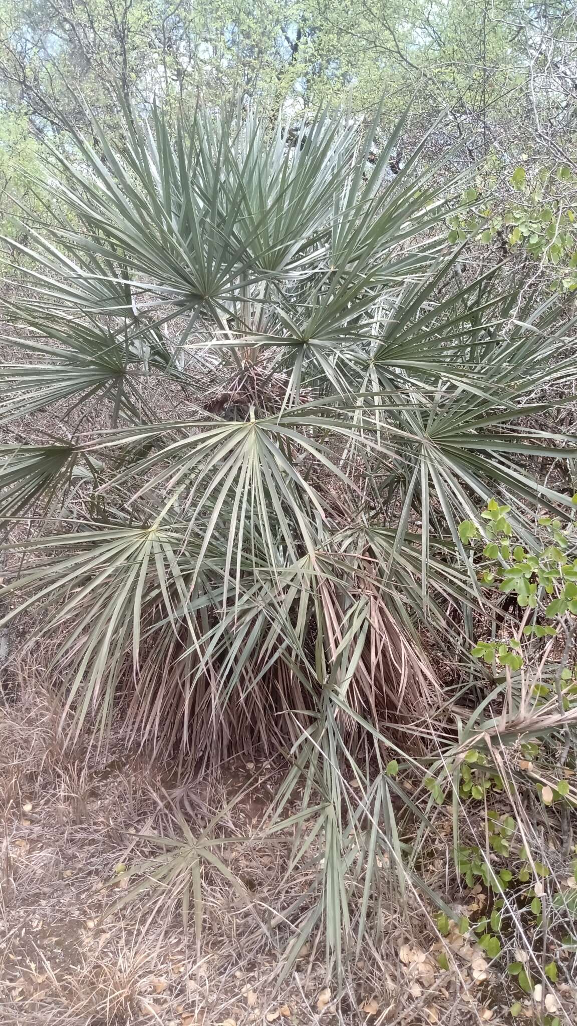 Plancia ëd Trithrinax schizophylla Drude