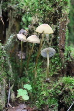 Image of Mycena viridimarginata P. Karst. 1892