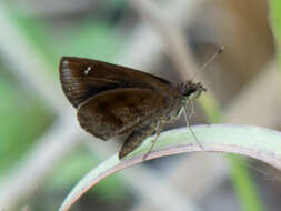 Image of Astictopterus jama Felder & Felder 1860