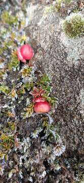 Image of Gaultheria tasmanica (Hook. fil.) D. J. Middleton