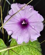 Image of Small Morning Glory