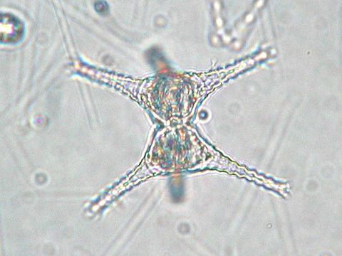 Image of Staurastrum