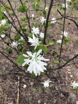 Слика од Amelanchier alnifolia var. cusickii (Fern.) C. L. Hitchc.