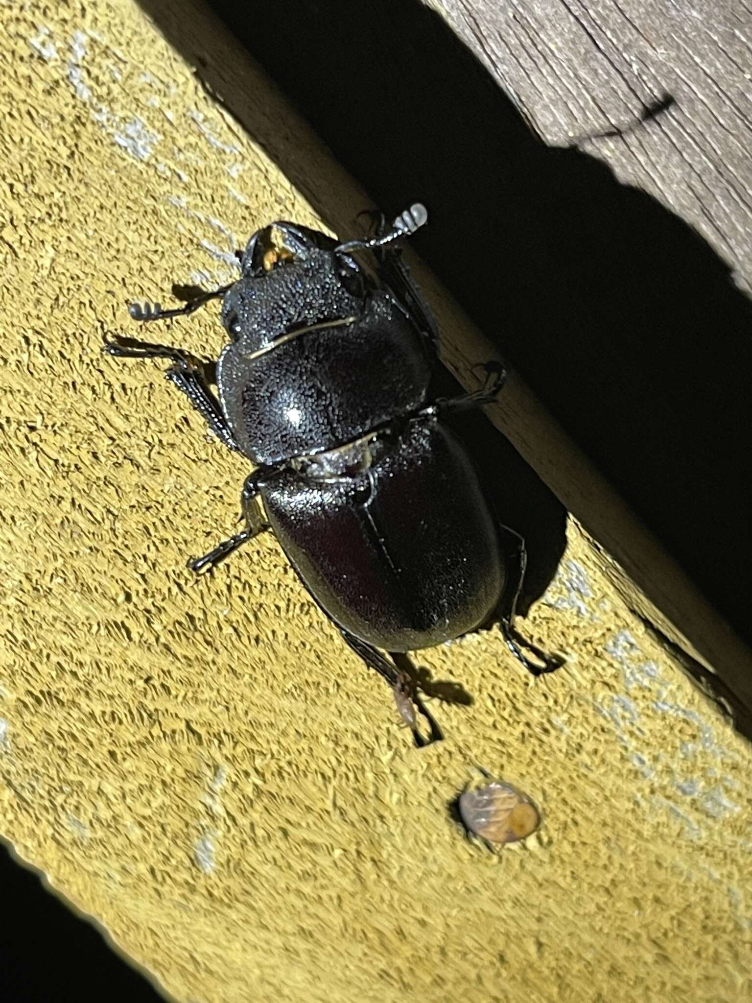 Image de Prosopocoilus senegalensis (Klug 1835)