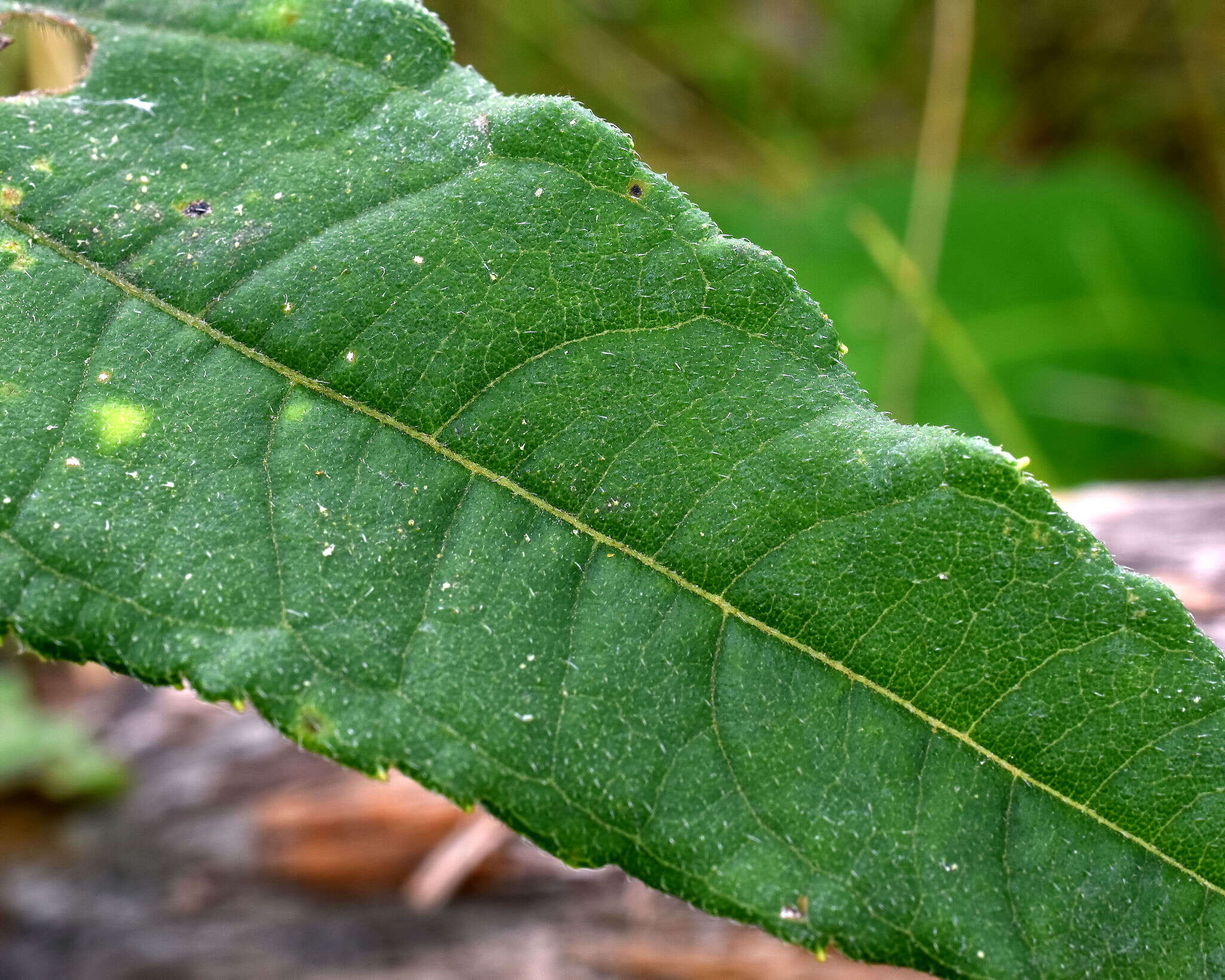 Image of Pale-Leaf Woodland Sunflower