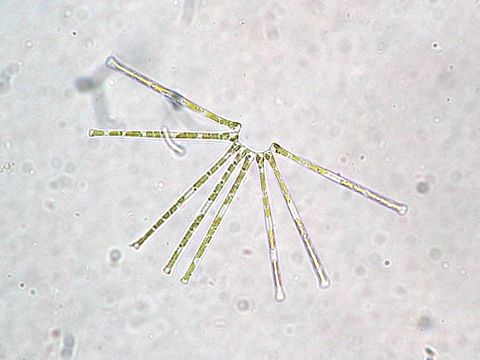 Image of Asterionella