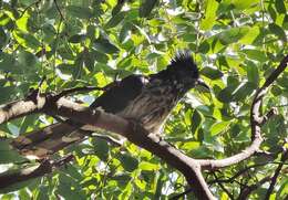 Image of Levaillant's Cuckoo