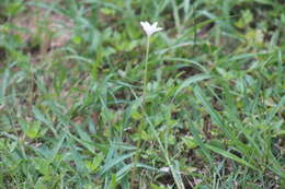 Image of Evening Rain-Lily