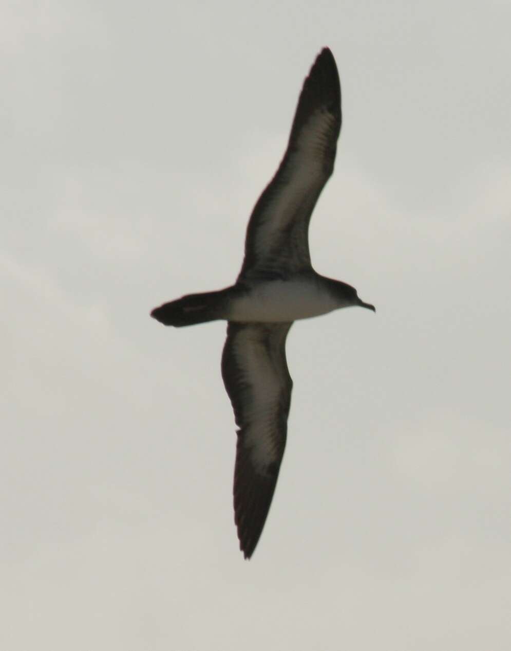 Image of Wedge-tailed Shearwater