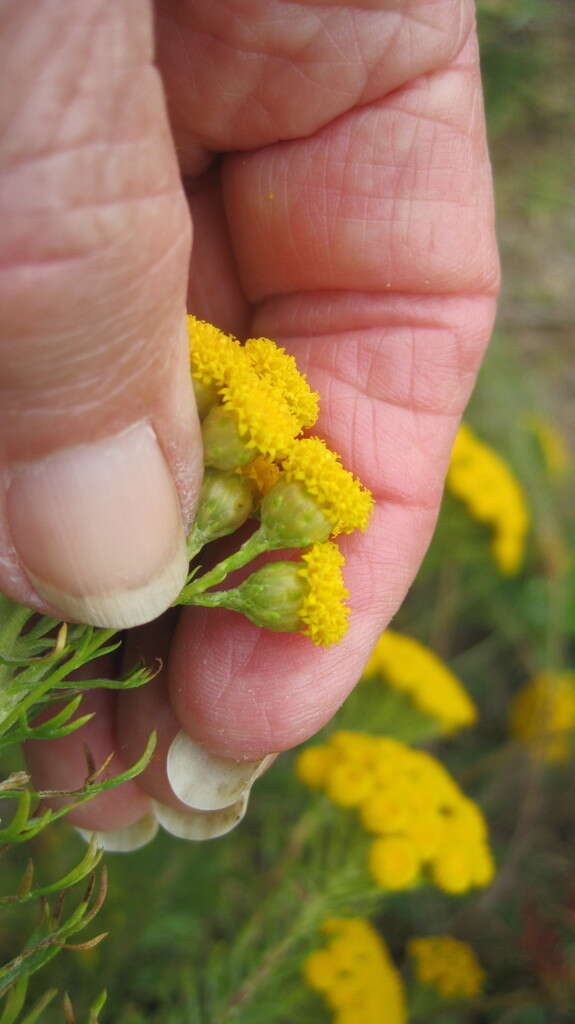 Image de Athanasia crithmifolia (L.) L.