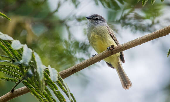 Image of Sooty-headed Tyrannulet