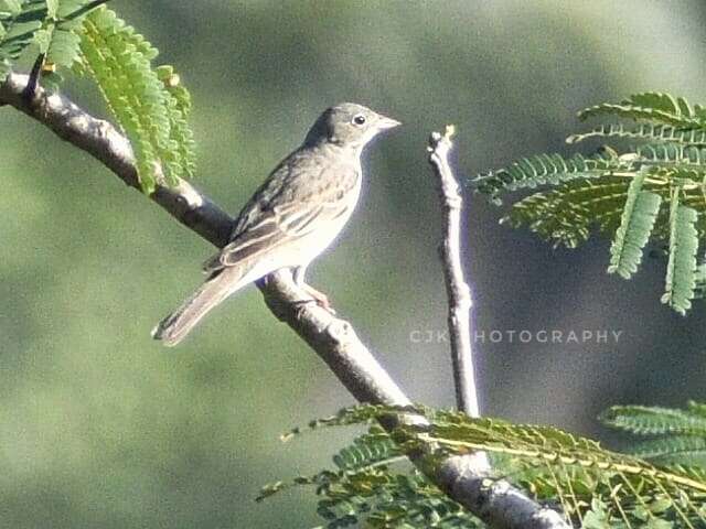 Image of Grey-necked Bunting