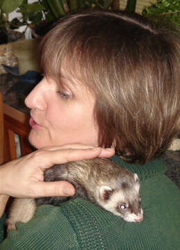 Image of domestic ferret